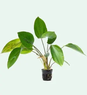 Echinodorus cordifolius Hybrid aquarium plant with broad green heart shaped leaves