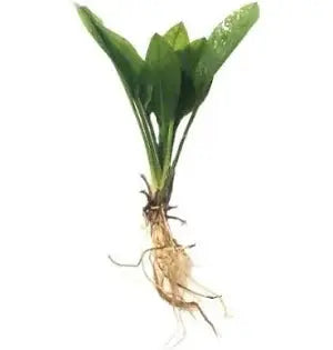 Echinodorus parviflorus Compact Sword Plant Easy Freshwater Plant Foreground to Midground Rosette 