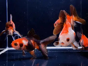 Tri-Color Oranda Goldfish fancy goldfish with red white black and orange coloration