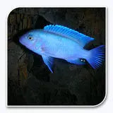 Blue Zebra Cichlid (Maylandia callainos) African cichlid freshwater aquarium fish