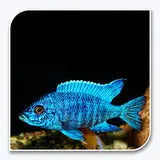 Blue Peacock Cichlid African cichlid Lake Malawi