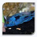 Blue Morrii cichlid African cichlid Lake Malawi Blue Morrii Haplochromis morrii aquarium fish Blue Morrii cichlid deep blue African hap Blue Morrii African cichlid freshwater aquarium