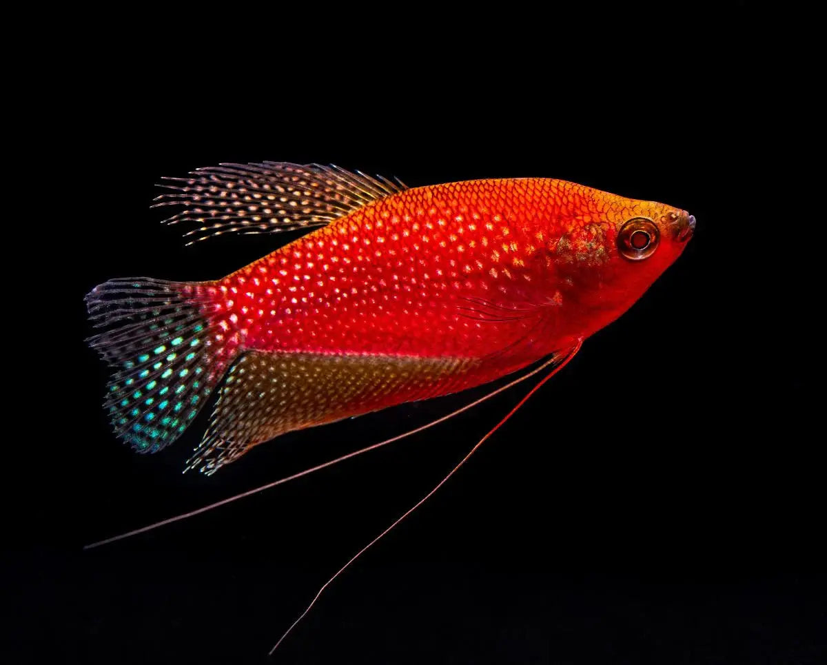 GloFish Pearl Gourami Starfire Red colorful freshwater labyrinth fish for community aquariums