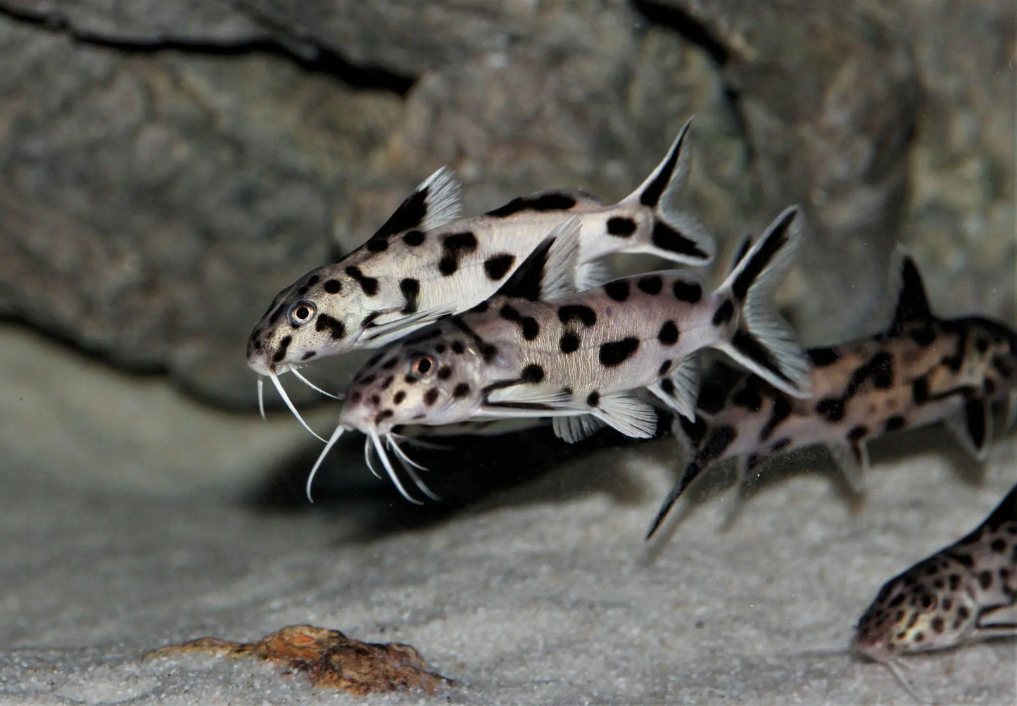 Dwarf cuckoo synodontis leopard catfish aquarium Synodontis lucipinnis African cichlid tank Leopard catfish synodontis Lake Malawi Dwarf cuckoo catfish freshwater aquarium
