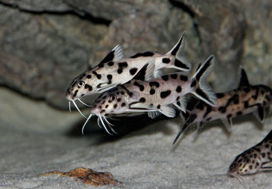 Dwarf cuckoo synodontis leopard catfish aquarium Synodontis lucipinnis African cichlid tank Leopard catfish synodontis Lake Malawi Dwarf cuckoo catfish freshwater aquarium