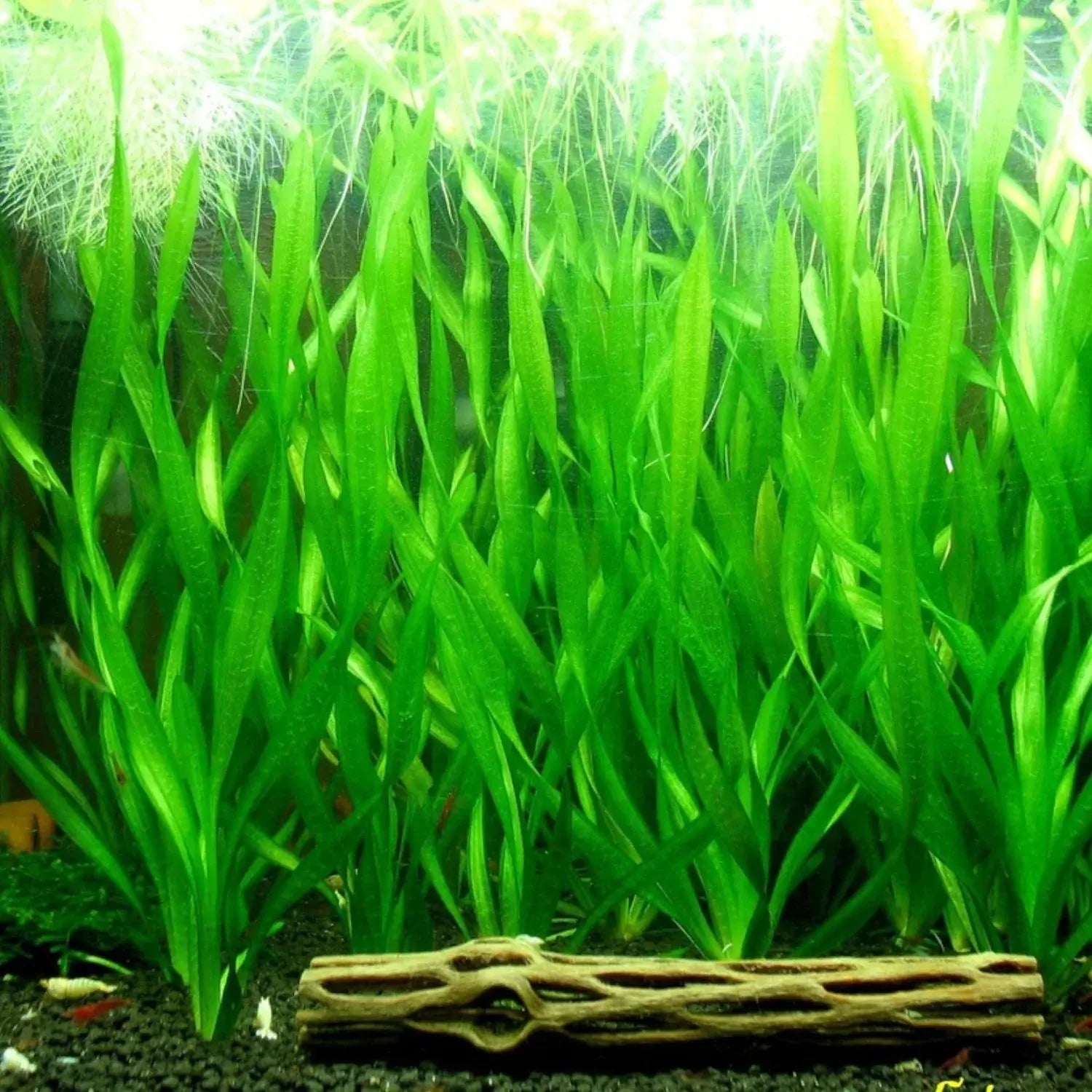 Contortion Corkscrew Vallisneria aquarium plant with twisting spiral green leaves growing in the background of a freshwater planted tank.