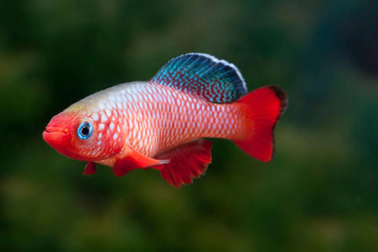 Guentheri’s Killifish red freshwater aquarium fish
