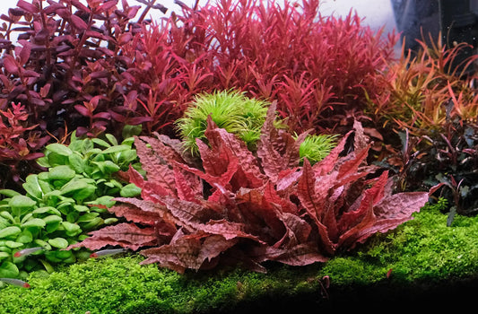Cryptocoryne Pink Flamingo – rare pink freshwater aquarium plant with vibrant rosette leaves”