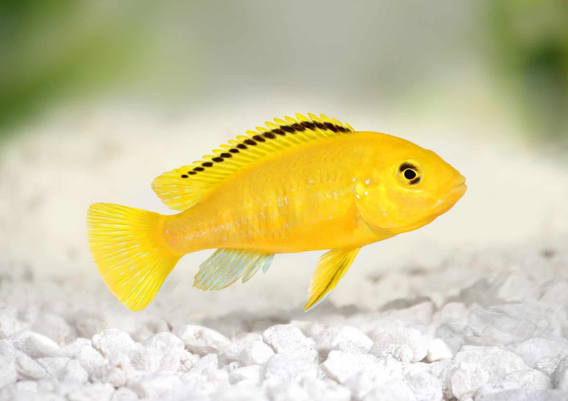 Yellow Labidochromis caeruleus – electric yellow African cichlid from Lake Malawi swimming near rocks in a freshwater aquarium