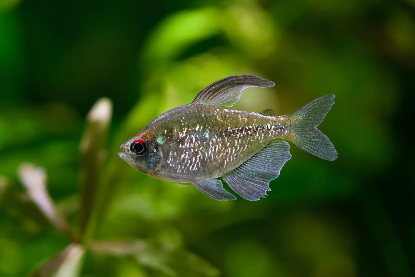 Diamond tetra freshwater aquarium fish